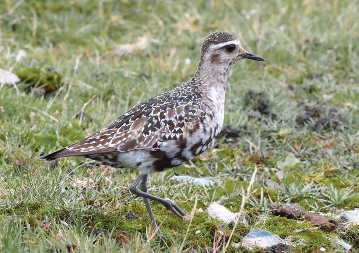 American Golden Plover