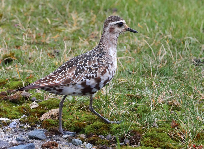 American Golden Plover