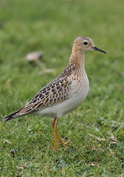 Buff-breasted Sandpiper