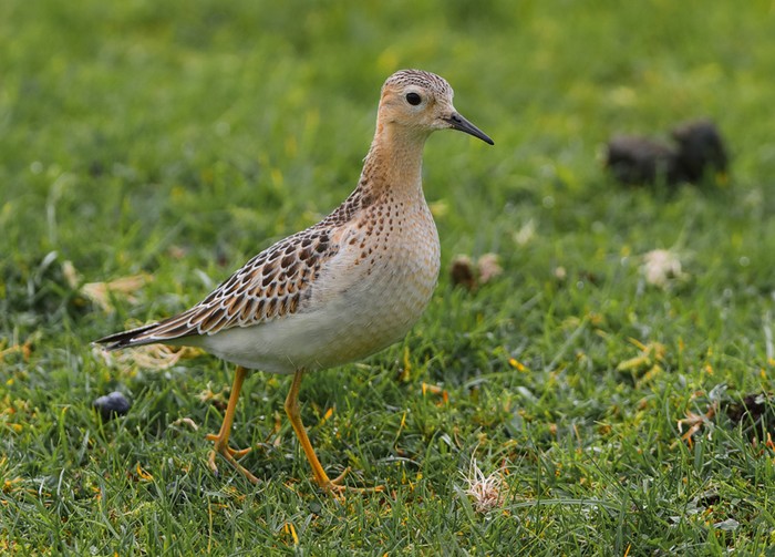Buff-breasted Sandpiper