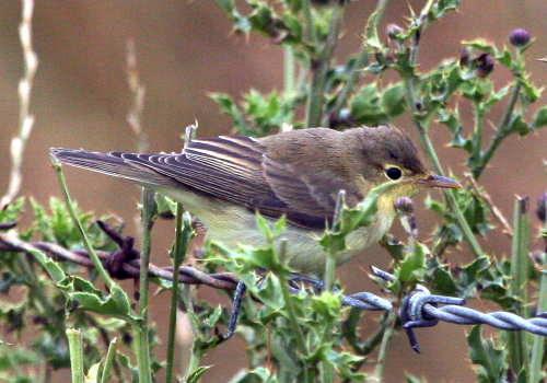 Icterine Warbler