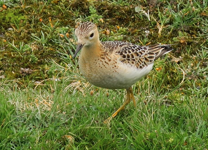 Buff-breasted Sandpiper