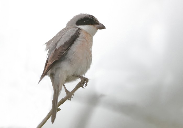 Lesser Grey Shrike