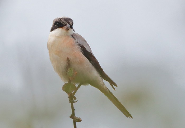 Lesser Grey Shrike
