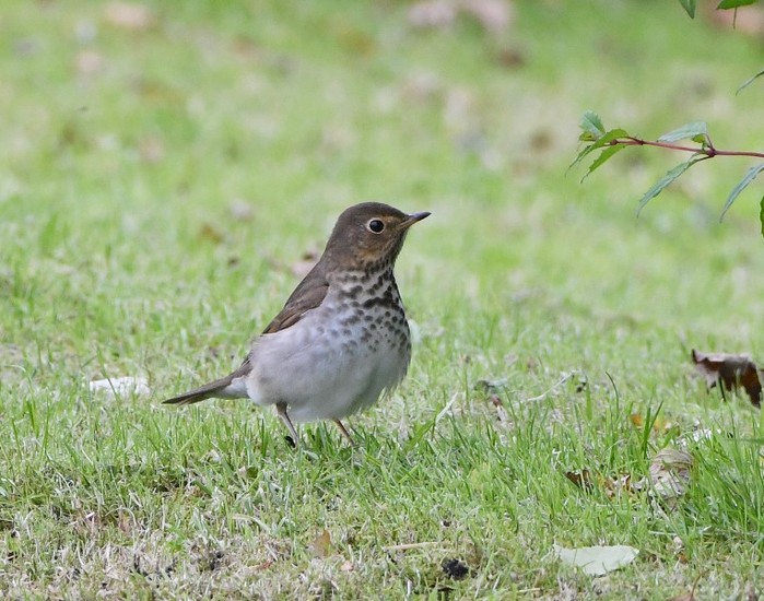 Swainson's Thrush