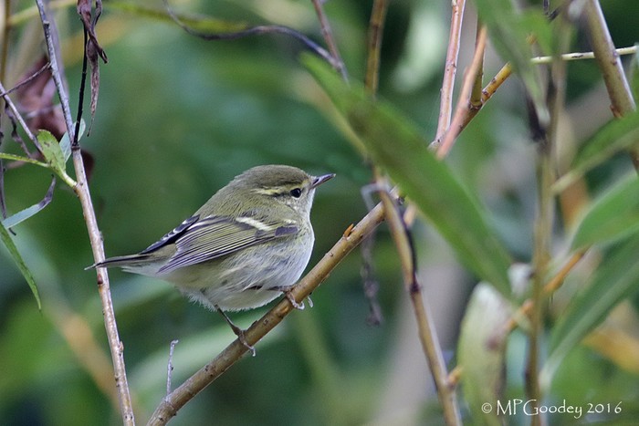 Yellow-browed Warbler