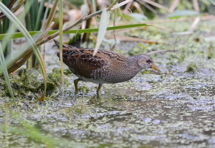 Spotted Crake
