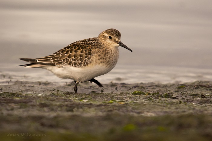 Baird's Sandpiper