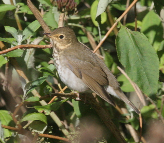 Swainson's Thrush