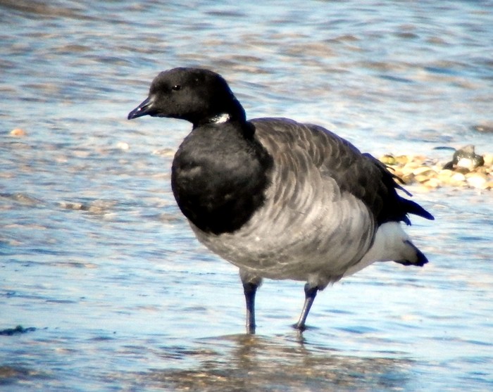 Pale-bellied Brent Goose