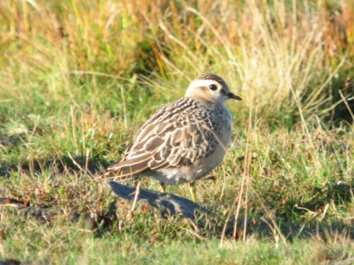 Dotterel