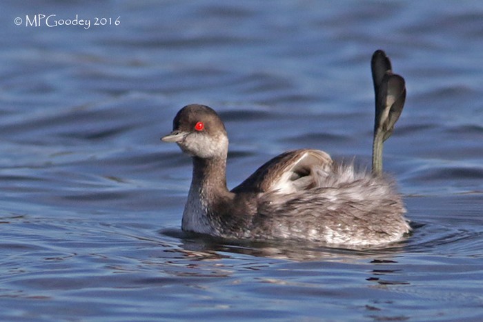 Black-necked Grebe