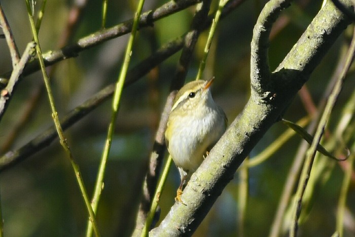 Yellow-browed Warbler
