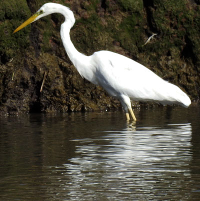 Great White Egret