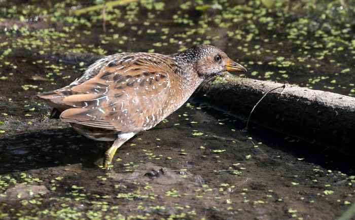 Spotted Crake