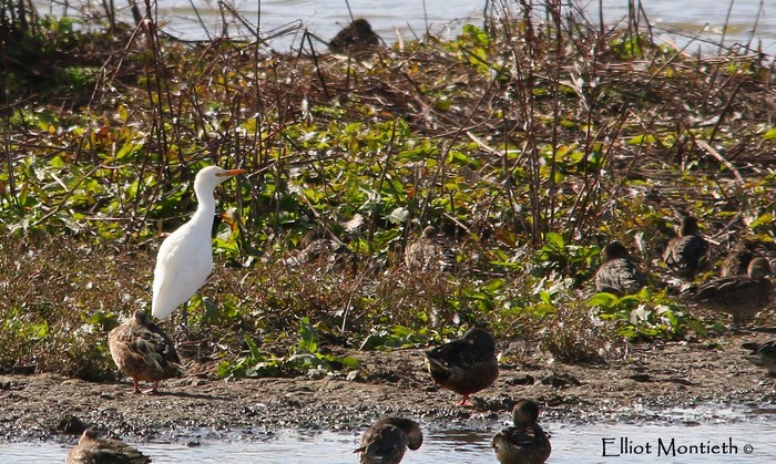 Cattle Egret