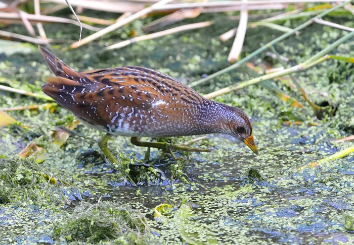 Spotted Crake