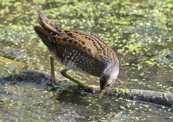 Spotted Crake