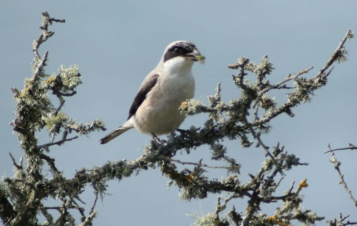 Lesser Grey Shrike