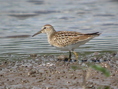 Pectoral Sandpiper