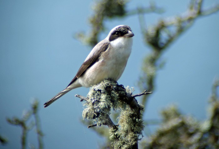 Lesser Grey Shrike