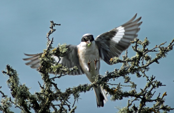 Lesser Grey Shrike