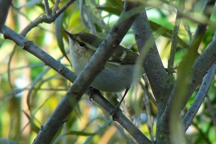 Yellow-browed Warbler