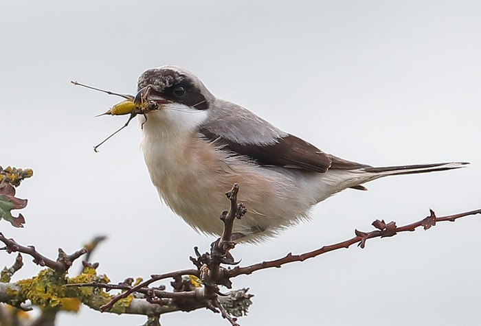 Lesser Grey Shrike