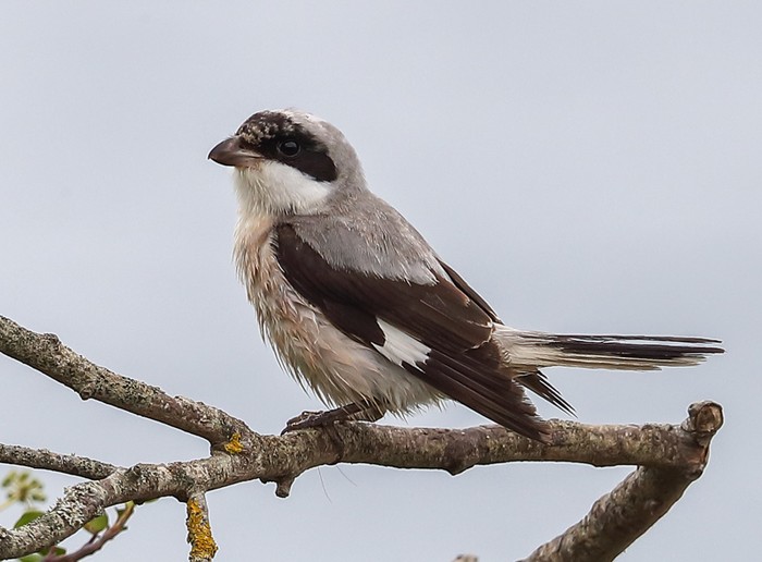 Lesser Grey Shrike