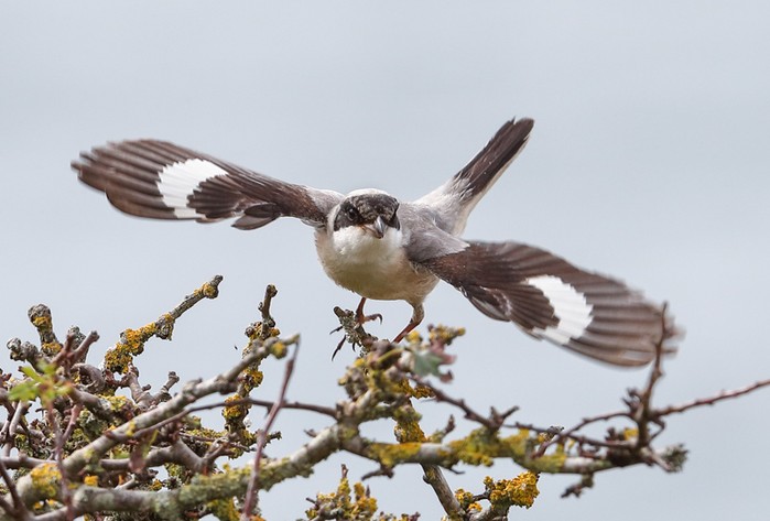 Lesser Grey Shrike