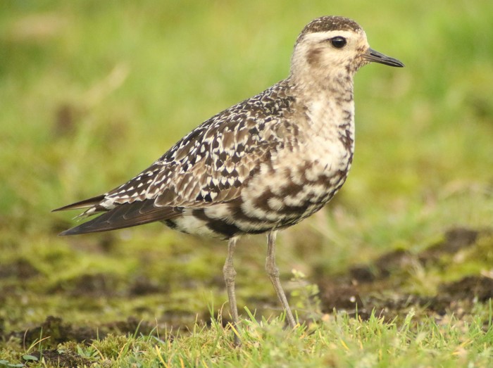 American Golden Plover