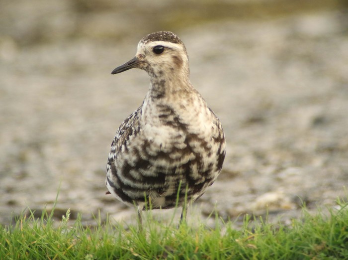 American Golden Plover