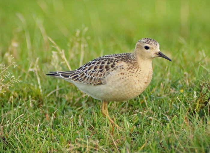 Buff-breasted Sandpiper