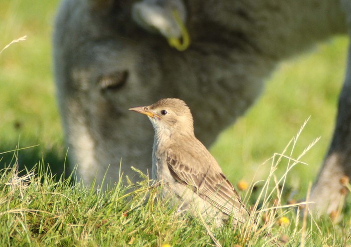 Rose-coloured Starling
