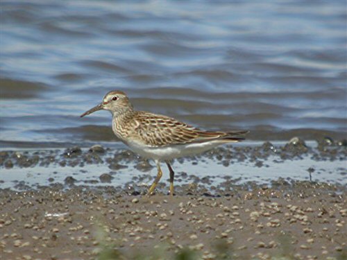 Pectoral Sandpiper