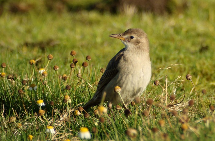 Rose-coloured Starling