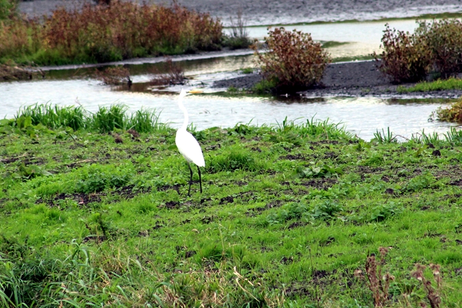 Great White Egret