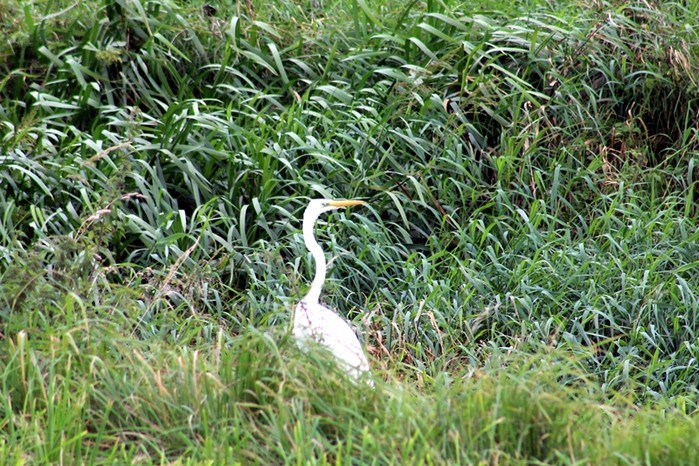 Great White Egret