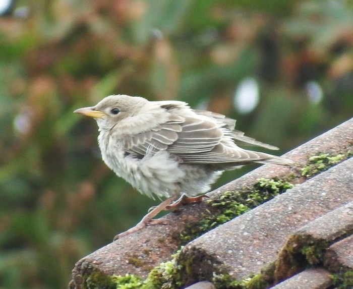Rose-coloured Starling