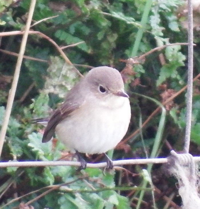 Red-breasted Flycatcher