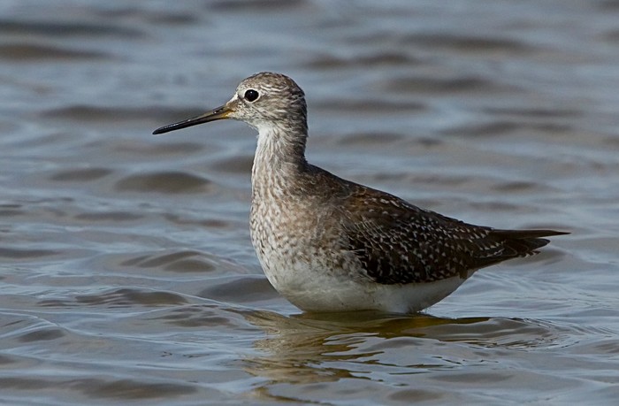 Lesser Yellowlegs