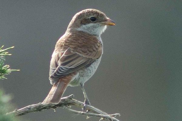 Red-backed Shrike
