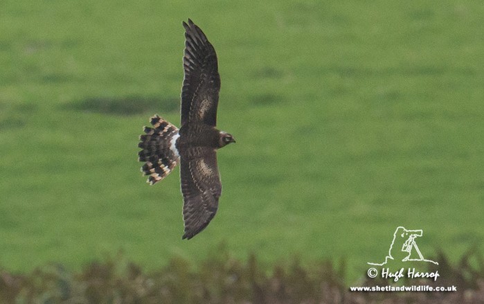 Pallid Harrier