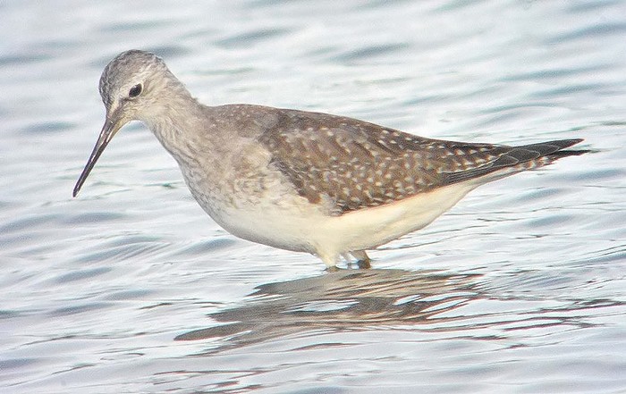 Lesser Yellowlegs