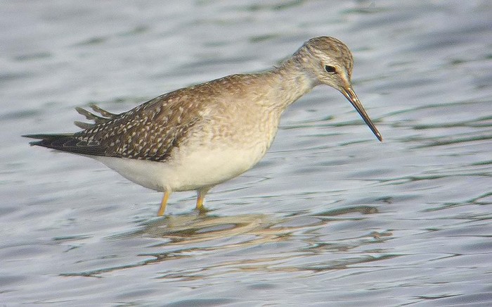 Lesser Yellowlegs