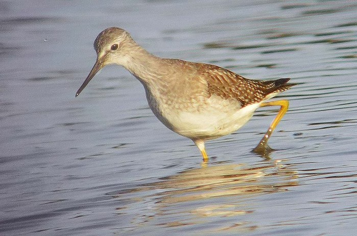 Lesser Yellowlegs