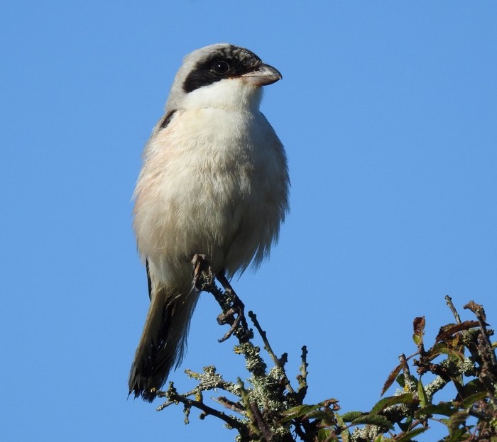 Lesser Grey Shrike