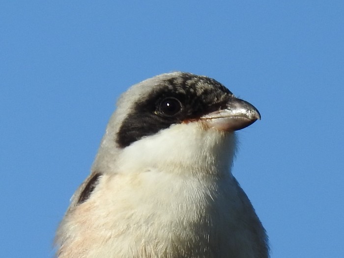 Lesser Grey Shrike