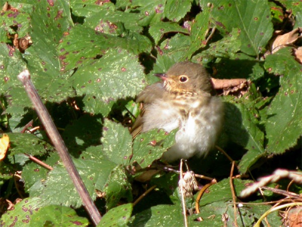 Swainson's Thrush