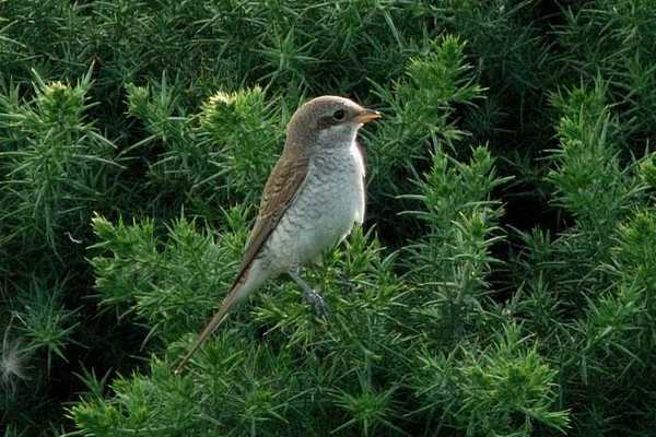 Red-backed Shrike